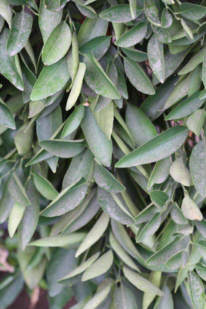              Sun leaves (Riverside, CA)       